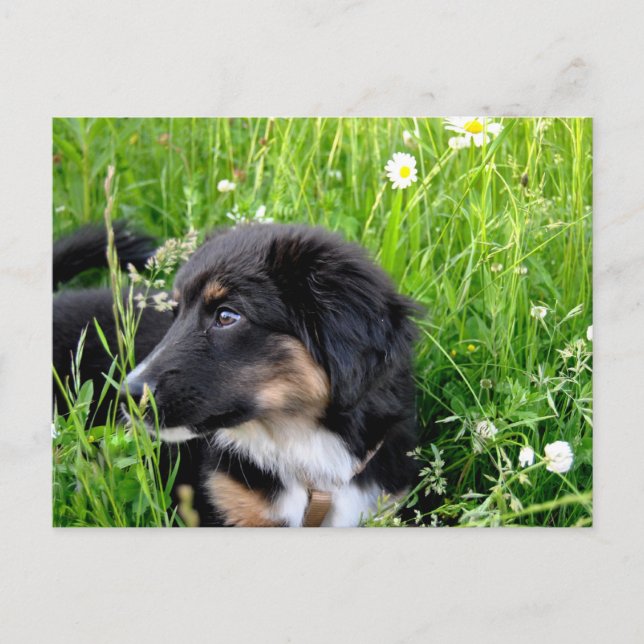 Mini Australian Shepherd Postkarte (Vorderseite)