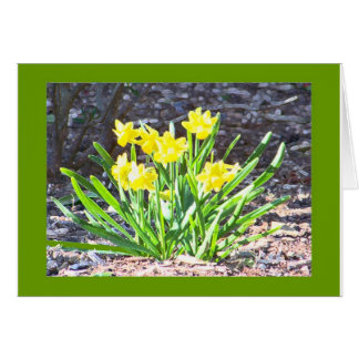 Mini-Daffodil-Karte