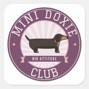 Mini Doxie Club Große Einstellung Miniatur-Dackel Quadratischer Aufkleber