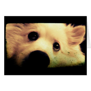 Mini-Esquimau Américain