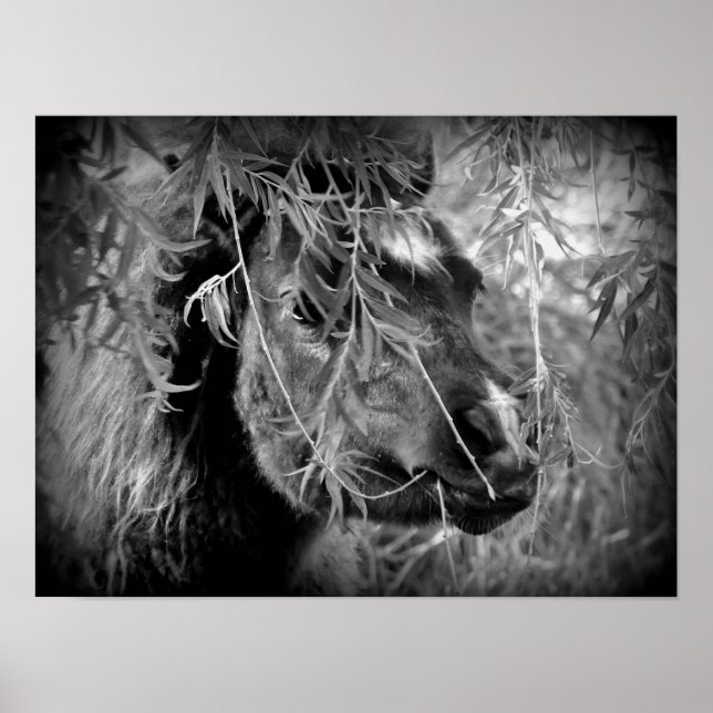 Mini Filly ist Onery Poster (Vorne)