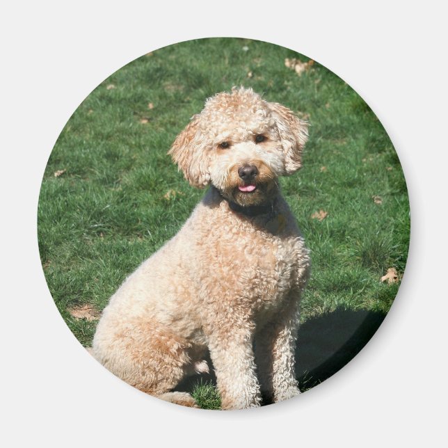 Mini Goldendoodle Welpenmagnet Magnet (Vorne)