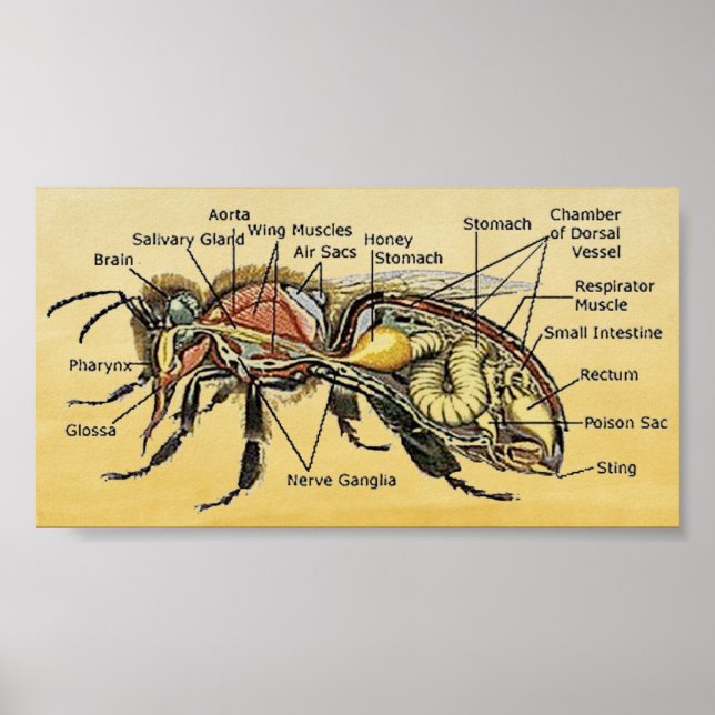 Mini Honey Bee Poster (Vorne)