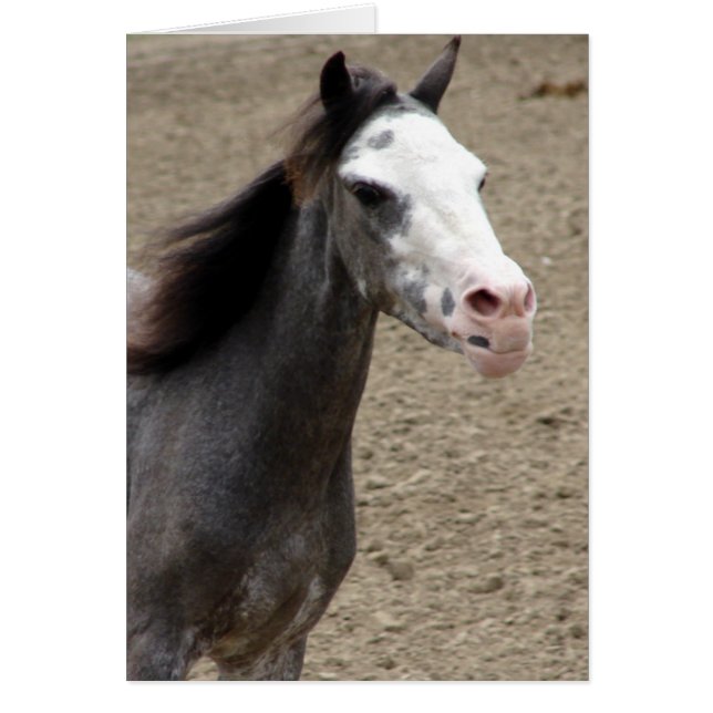 Mini Horse in Liberty Class auf einer Pferdeshow (Vorne)