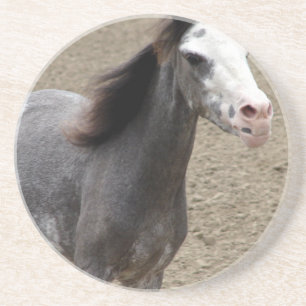 Mini Horse in Liberty Class auf einer Pferdeshow Sandstein Untersetzer