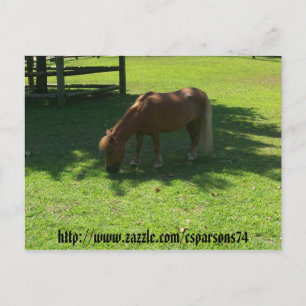 Mini Horse Postcard Postkarte