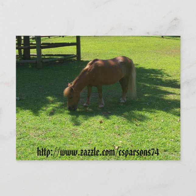 Mini Horse Postcard Postkarte (Vorderseite)