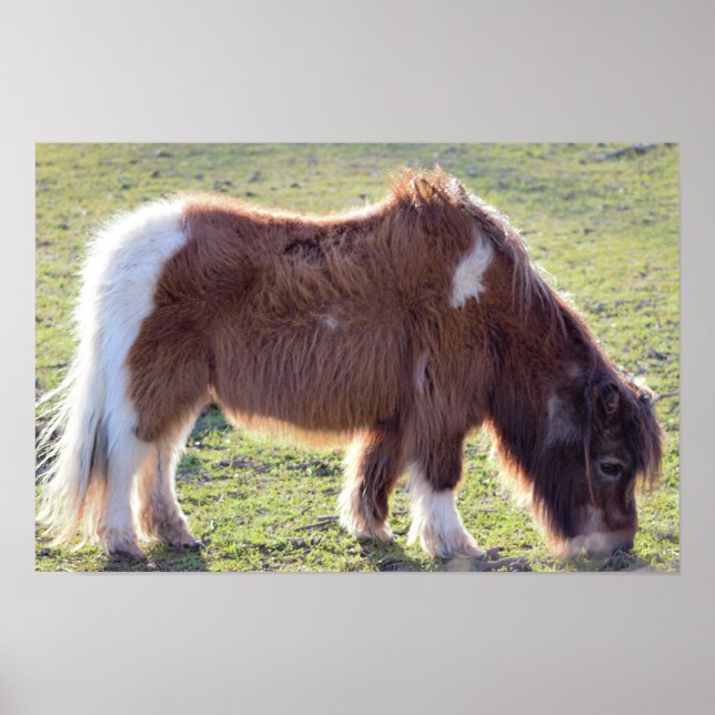 Mini Horse Poster (Vorne)