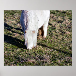 Mini Horse Poster