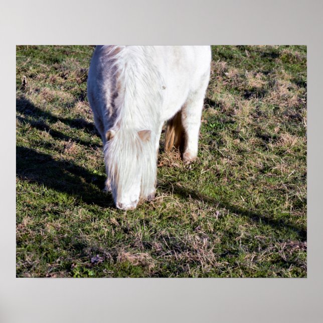 Mini Horse Poster (Vorne)