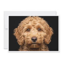Mini Labradoodle isoliert auf schwarzem Hintergrun