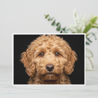 Mini Labradoodle isoliert auf schwarzem Hintergrun Einladung