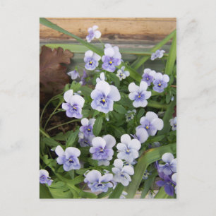 Mini Lila Veilchen Blumen Florale Postkarte