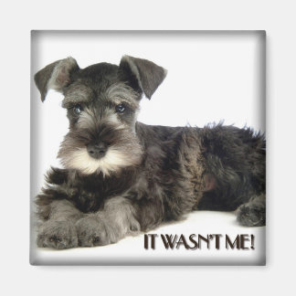 Mini magnet Schnauzer