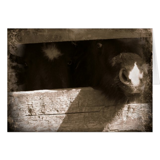 Mini-Nase über Gate (Vorderseite (Horizontal))