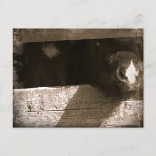 Mini-Nase über Gate Postkarte