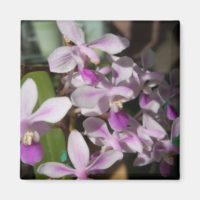 Mini-Orchideen Magnet (Vorne)