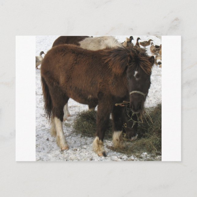 Mini-Pferd Postkarte (Vorderseite)