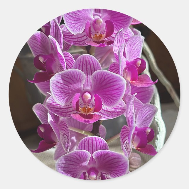 Mini Phalaenopsis Sogo Vivien Lila Orchid Blume Runder Aufkleber (Vorderseite)