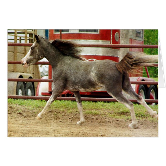 Mini Pinto Horse Gallops (Vorderseite (Horizontal))
