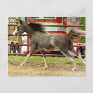 Mini Pinto Horse Gallops Postkarte