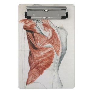 Mini Porte-bloc Anatomie humaine ; Muscles du torse et de l'épaul