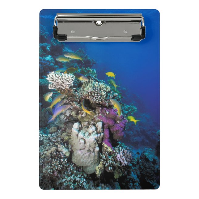 Mini Porte-bloc Around Small Coral (Devant)