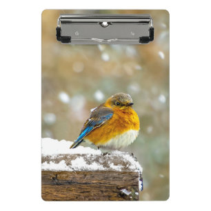 Mini Porte-bloc Bleuet de l'Est en neige - Photo originale