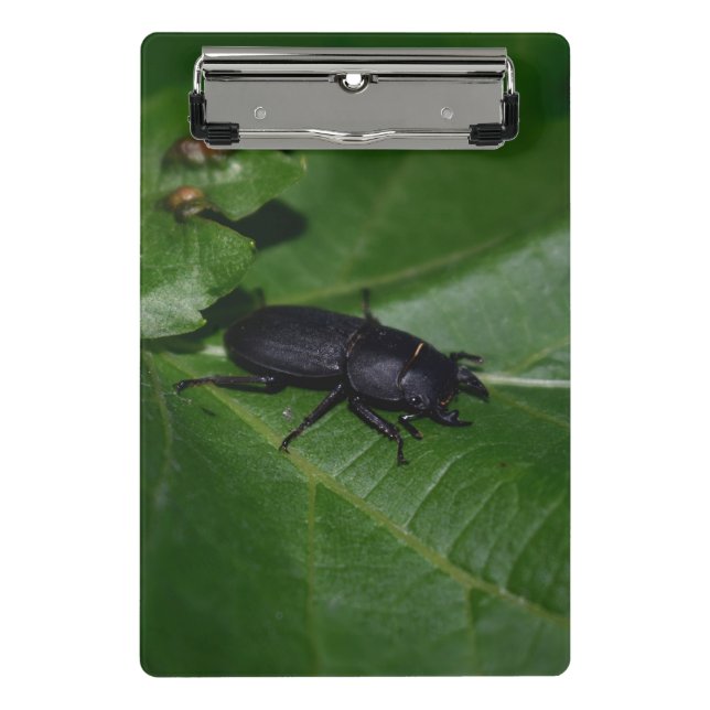 Mini Porte-bloc Dorcus parallelipipedus, le moindre dendroctone du (Devant)