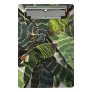 Mini Porte-bloc Feuille rayé d'usine de Vriesea Splendens