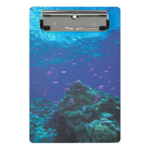 Mini Porte-bloc L'Australie, la Grande barrière de corail. Pourpre