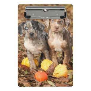 Mini Porte-bloc Marionnettes de Catahoula Louisiane avec Citrouill