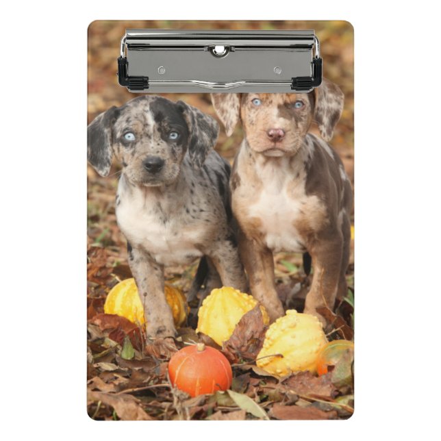 Mini Porte-bloc Marionnettes de Catahoula Louisiane avec Citrouill (Devant)