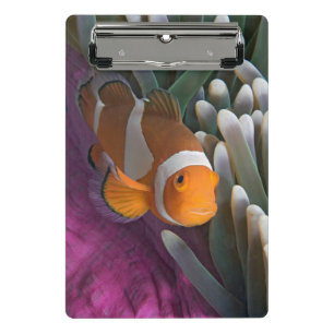 Mini Porte-bloc Poisson clown occidental