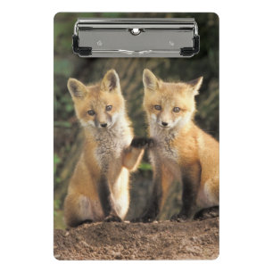 Mini Porte-bloc Poupe Red Fox devant den Vulpes vulpes