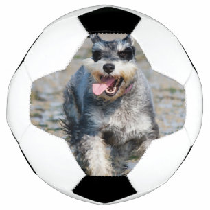Mini-Schnauzer Fußball