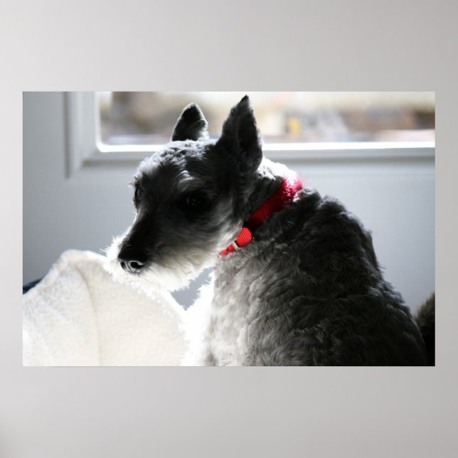 Mini Schnauzer Poster (Vorne)
