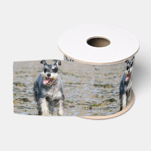 Mini-Schnauzer Ripsband