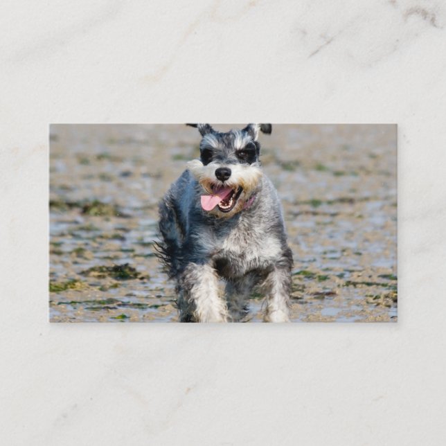Mini-Schnauzer Visitenkarte (Vorderseite)