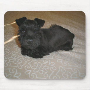 Mini-Schnauzer-Welpe Mousepad