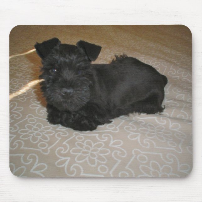 Mini-Schnauzer-Welpe Mousepad (Vorne)