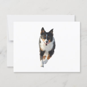 Miniatur American Shepherd Black Tri Running Postkarte