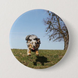 Miniatur American Shepherd Blue Merle Jumping Button