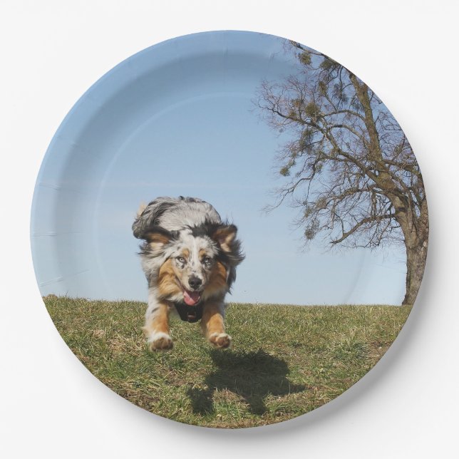 Miniatur American Shepherd Blue Merle Jumping Pappteller (Vorderseite)