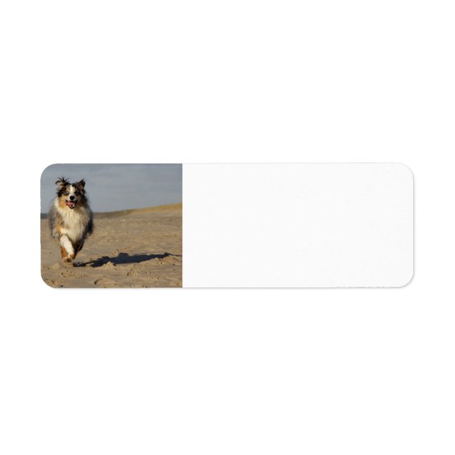 Miniatur-American-Shepherd läuft am Strand (Vorne)