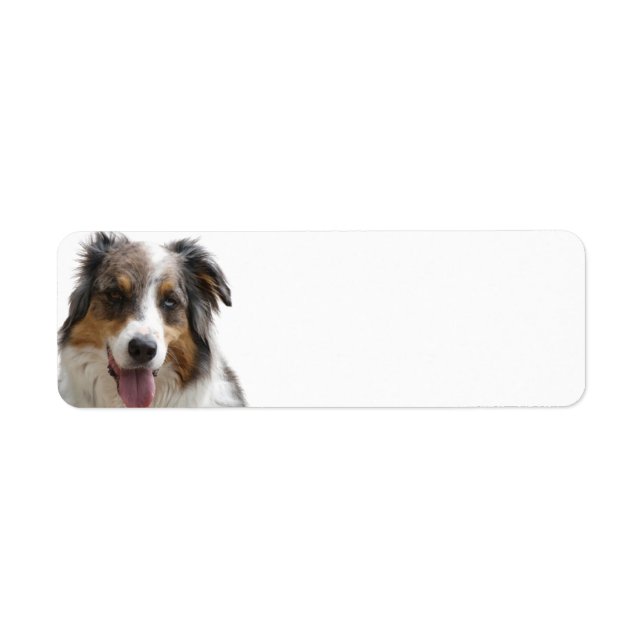 Miniatur American Shepherd Merle (Vorne)