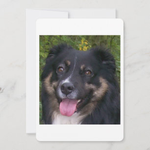 Miniatur-Amerikanischer Schäferhund Black Tri Einladung