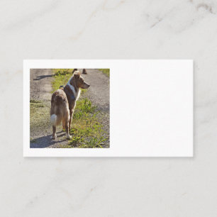 Miniatur Amerikanischer Schäferhund Red Merle mit Visitenkarte