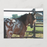 Miniatur-Appaloosa-Stallion