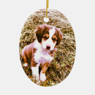 Miniatur Australian Shepherd! Mini Aussie Welpe! Keramik Ornament